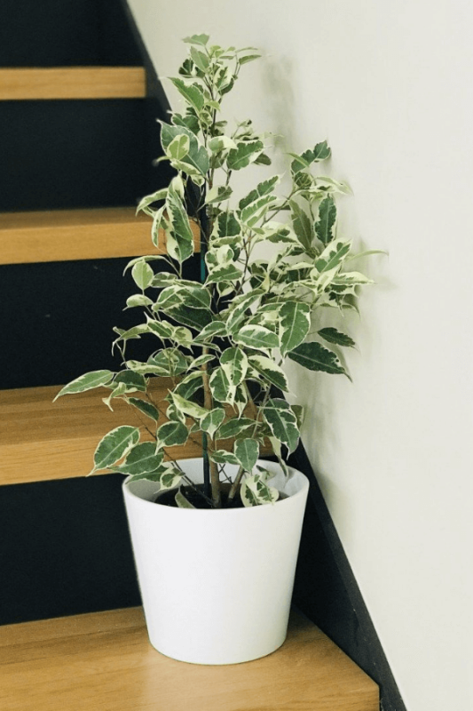 Beyaz Alacalı Ficus - Ficus Benjamin Starlight - 80-100 cm - 1