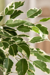 Beyaz Alacalı Ficus - Ficus Benjamin Starlight - 80-100 cm - 2