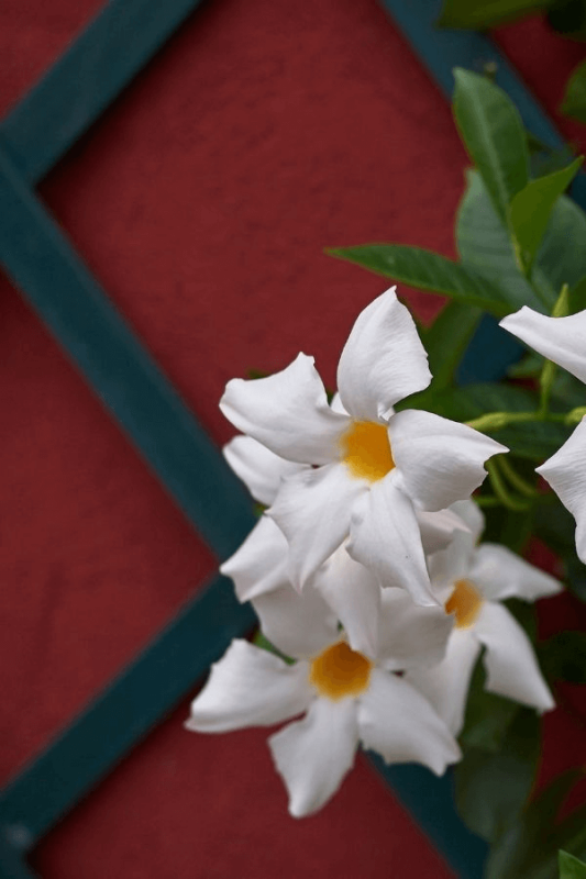 Beyaz Mandevilla Çiçeği - Mandevilla Apocynaceae - 1