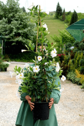 Beyaz Mandevilla Çiçeği - Mandevilla Apocynaceae - 2