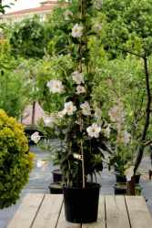 Beyaz Mandevilla Çiçeği - Mandevilla Apocynaceae - 3