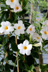 Beyaz Mandevilla Çiçeği - Mandevilla Apocynaceae - 4